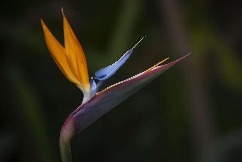 Botanical Paradise