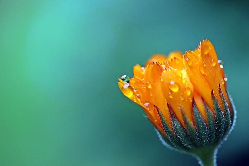 Flowering Plants