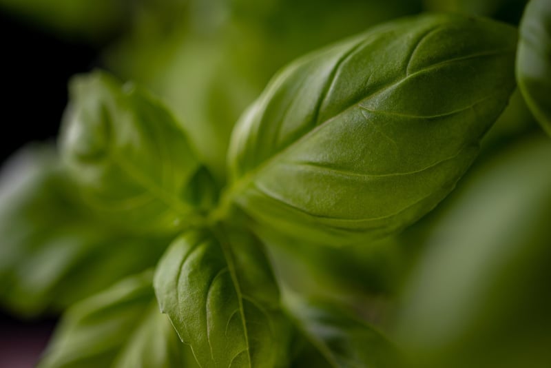 Herb Wall Garden