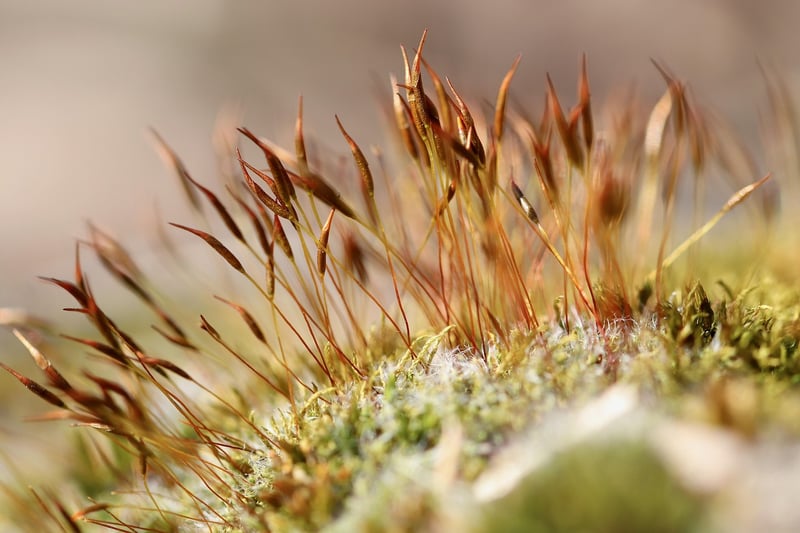 Indoor Moss Wall