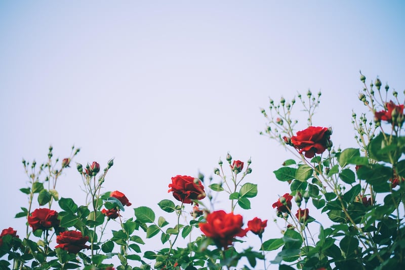 Flowering Trellis