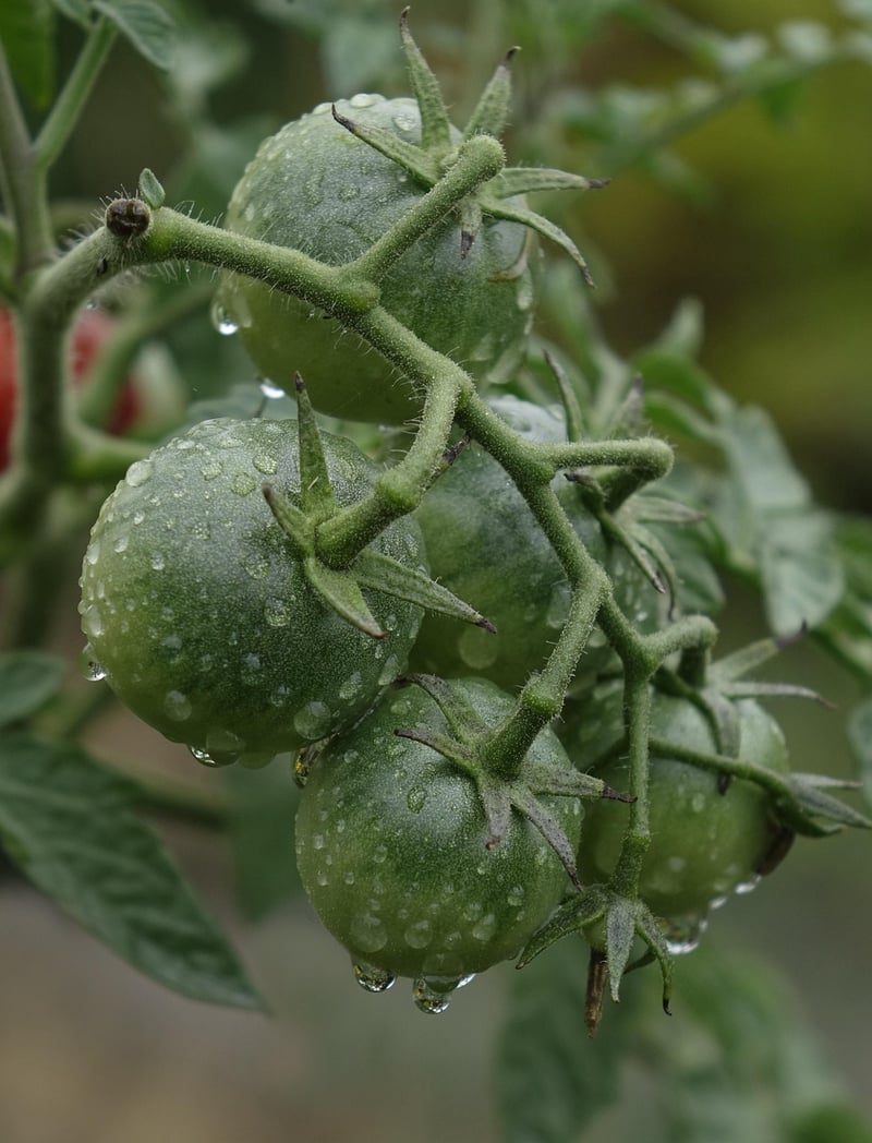 Vertical Vegetable Garden